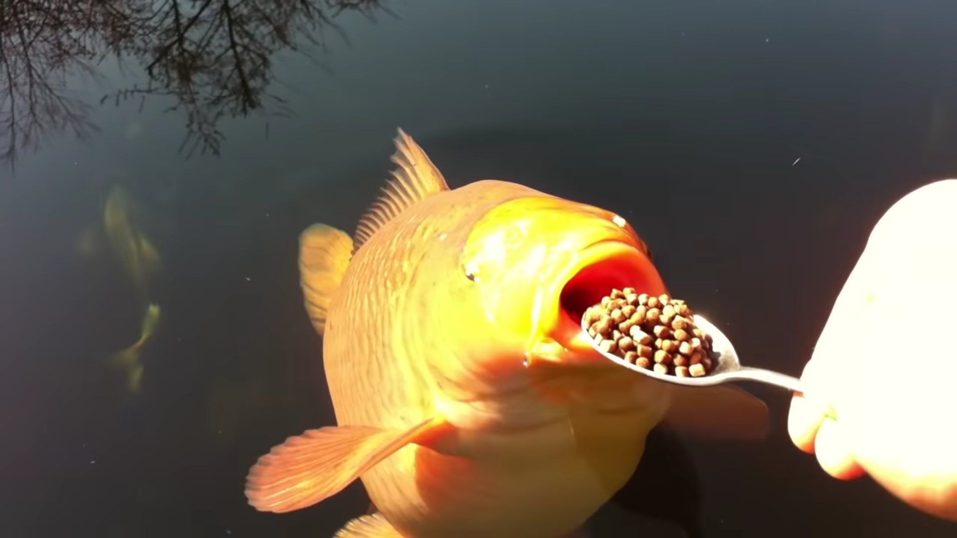What Koi Fish Food Can You Make At Home?